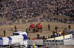 斗骆驼的视频,斗骆驼视频背后的激情与智慧